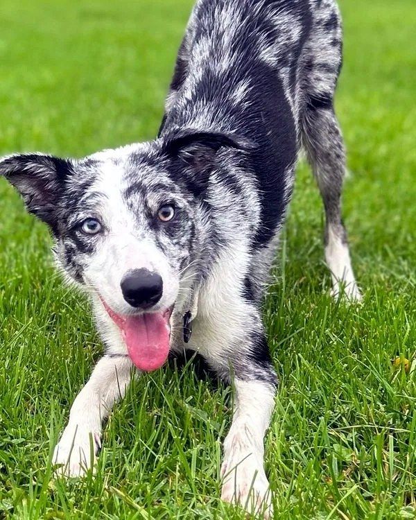 Border Collie