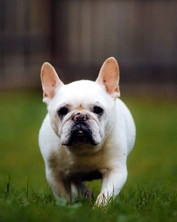 Franse Bulldog