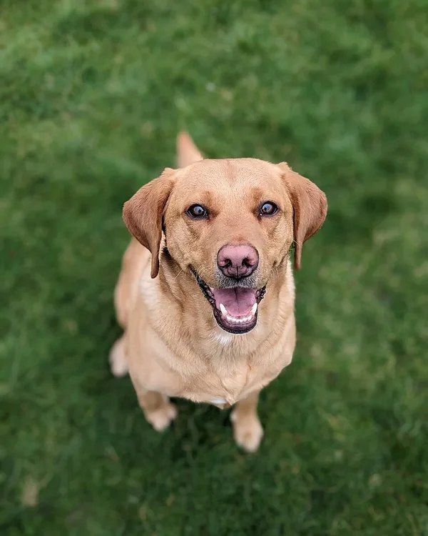 Labrador Retriever